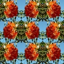 Orange flowering gum collage.jpg