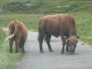 Highland cattle 100.jpg
