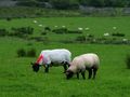 ireland_107_bg_061602.jpg