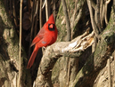 cardinal_0209.jpg