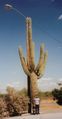 Oct 05 Saguaro & KiAnna Picah Pk.jpg