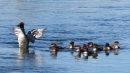 common mergansger with chicks117.jpg