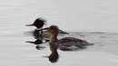 red breasted merganser hen with fish3.jpg